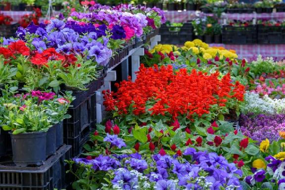 В Тамбове состоится 16-й Фестиваль цветов