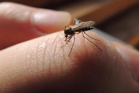 Роспотребнадзор выявил 47 новых вирусов, переносимых комарами