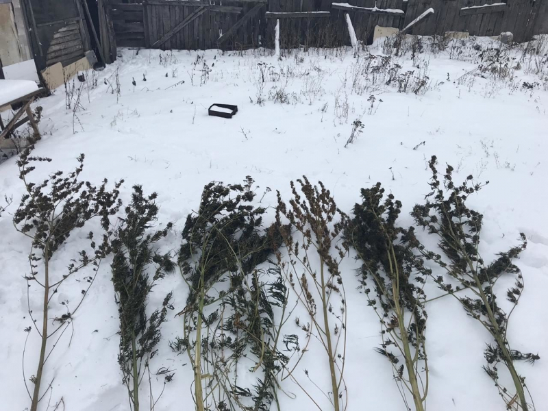 Конопля в поле зимой узнать пол конопли