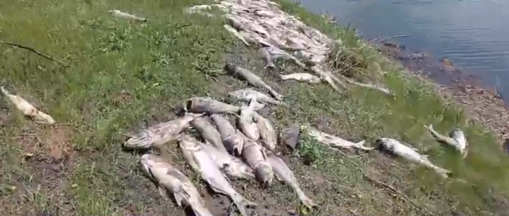 В пруду в Кирсановском округе обнаружена массовая гибель рыбы