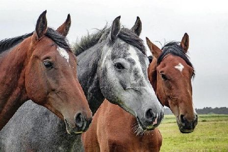 Тамбовские полицейские вернули фермеру похищенных породистых лошадей