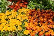 DSC_8237.jpg