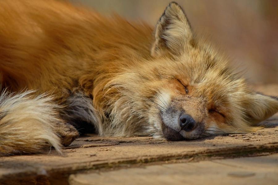 В Тамбовской области обнаружена больная бешенством лисица