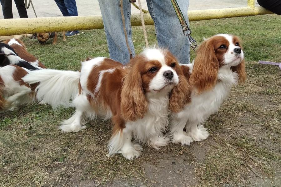 В Тамбове состоялись Всероссийские выставки собак всех пород
