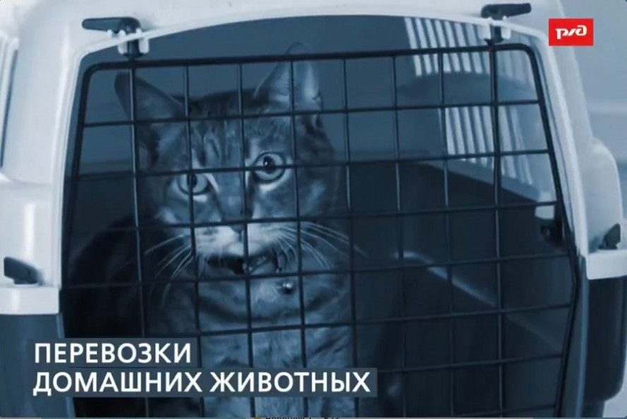 По железной дороге без хозяев путешествуют кошки, собаки, белки и даже хорьки