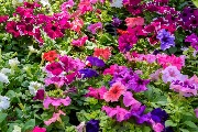 DSC_8152.jpg