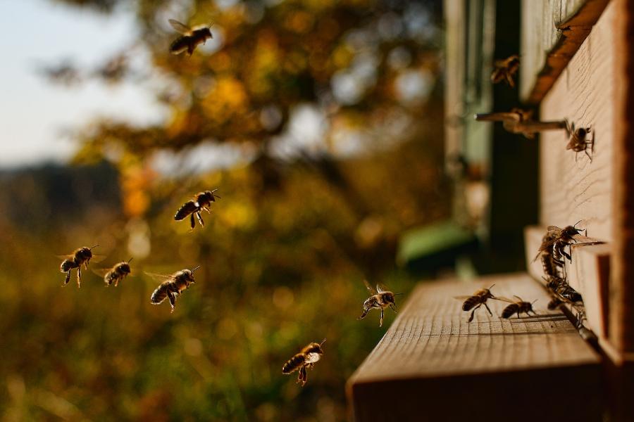 Тамбовские пчеловоды объединятся в кооператив