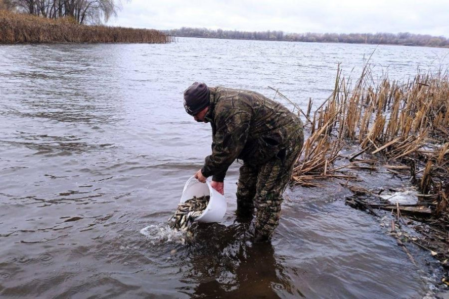 В Челнавское водохранилище выпустили более пяти тысяч мальков сазана