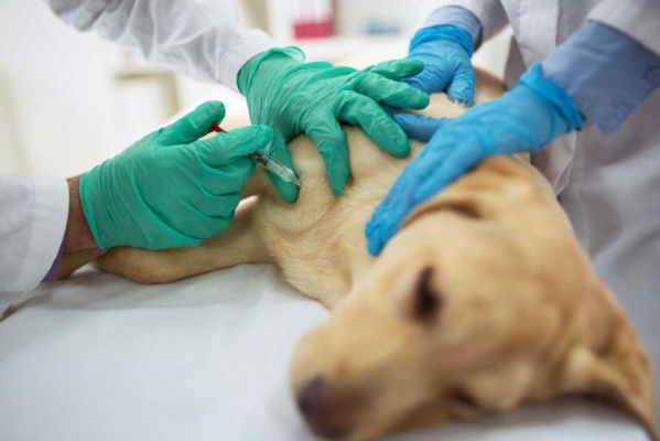 Ветеринарные службы области привлечены к административной ответственности за грубые нарушения