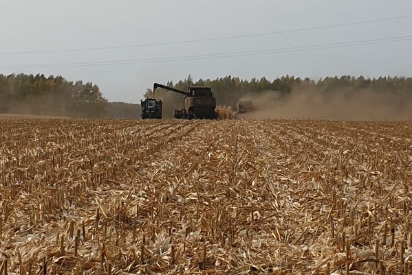 Урожай зерна в Тамбовской области превысил 3 млн тонн