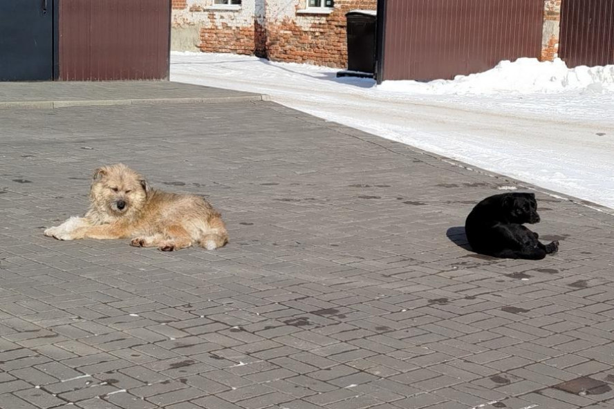 В Тамбовской области планируют ввести учёт домашних животных