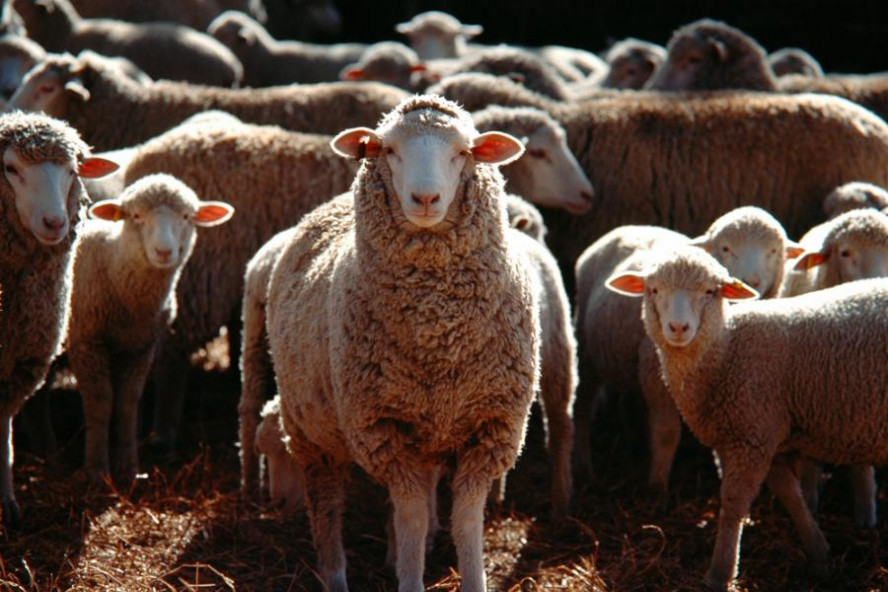 Тамбовчанин похитил стадо овец, попавшее в ДТП
