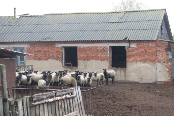 В Тамбовской области молодые парни украли баранов и овец