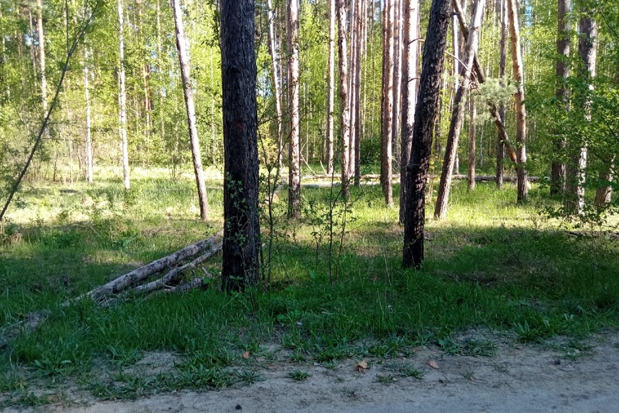 В Тамбовской области объединят два лесхоза