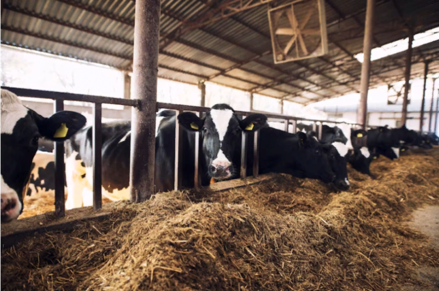 С начала года в Тамбовской области выявлено 11 очагов по лейкозу коров