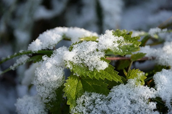 В Тамбовской области может выпасть первый снег