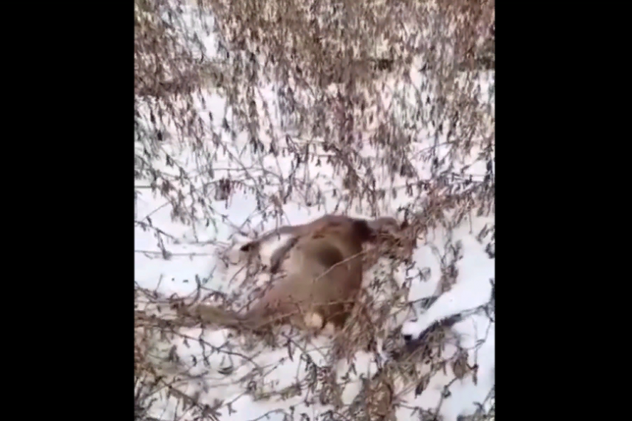 В Сосновском округе браконьеры убили двух косуль