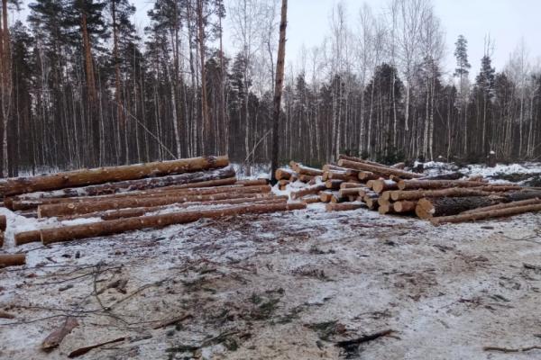 Тамбовчанин незаконно вырубал лес