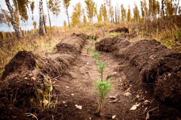 Лесовосстановительные работы в Тамбовской области начнутся раньше срока