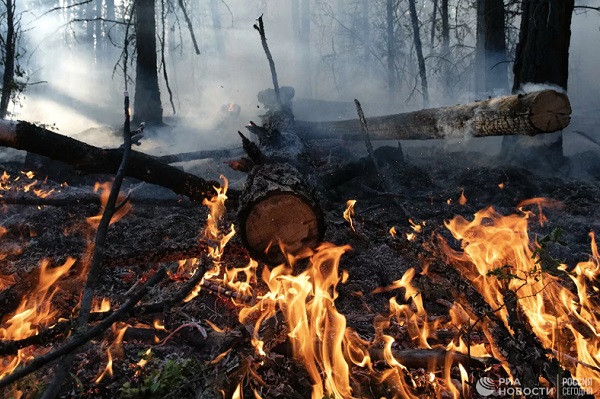 Штрафы для нарушителей пожарной безопасности в лесу хотят повысить в 10 раз