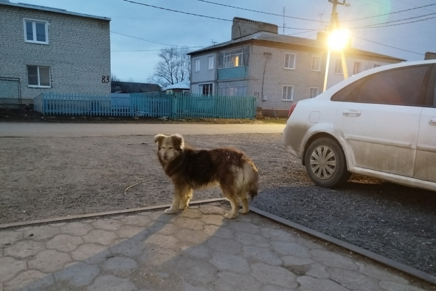 "Лучше маленькая помощь, чем большое сочувствие": библиотека имени Крупской объявила сбор для бездомных животных