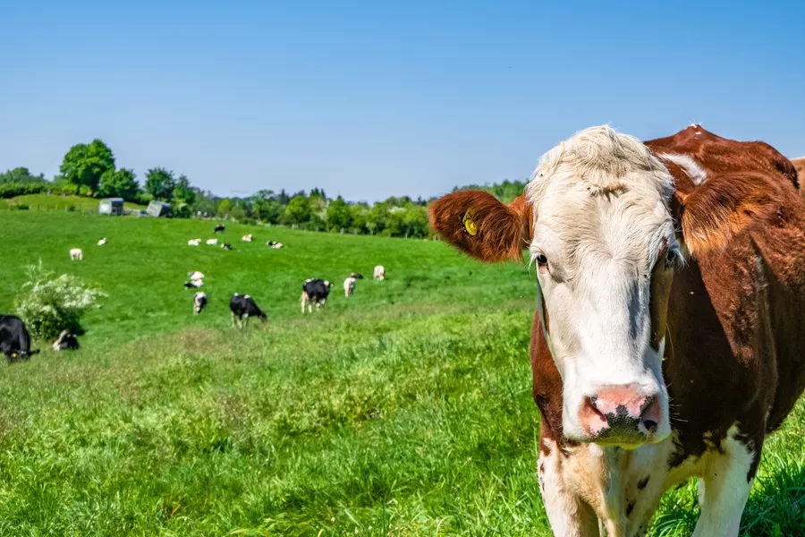 В Тамбовской области у крупного рогатого скота выявили лейкоз
