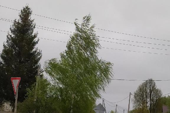 В Тамбовской области ожидаются порывы ветра до 20 м/с