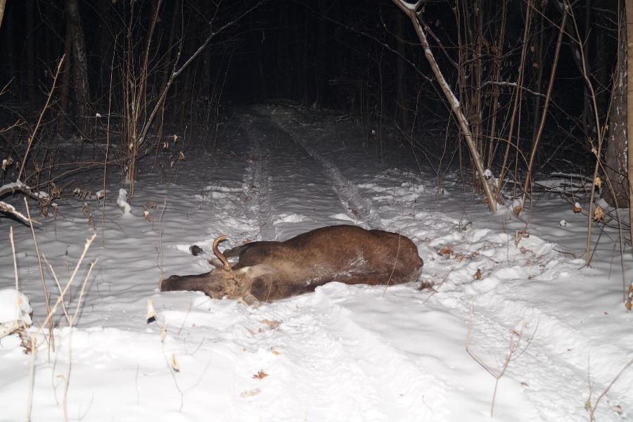 В Моршанском районе браконьеры застрелили лося