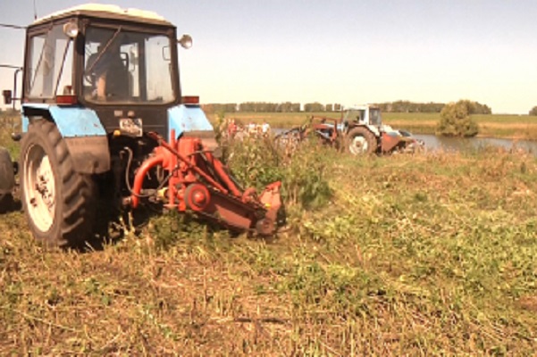 В Тамбовской области уничтожили более 3,5 тонн конопли и мака