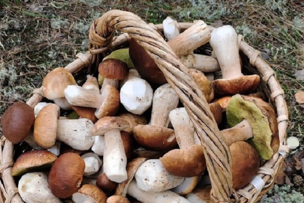 Репортаж из соцсетей: в Тамбовской области собирают богатый урожай грибов