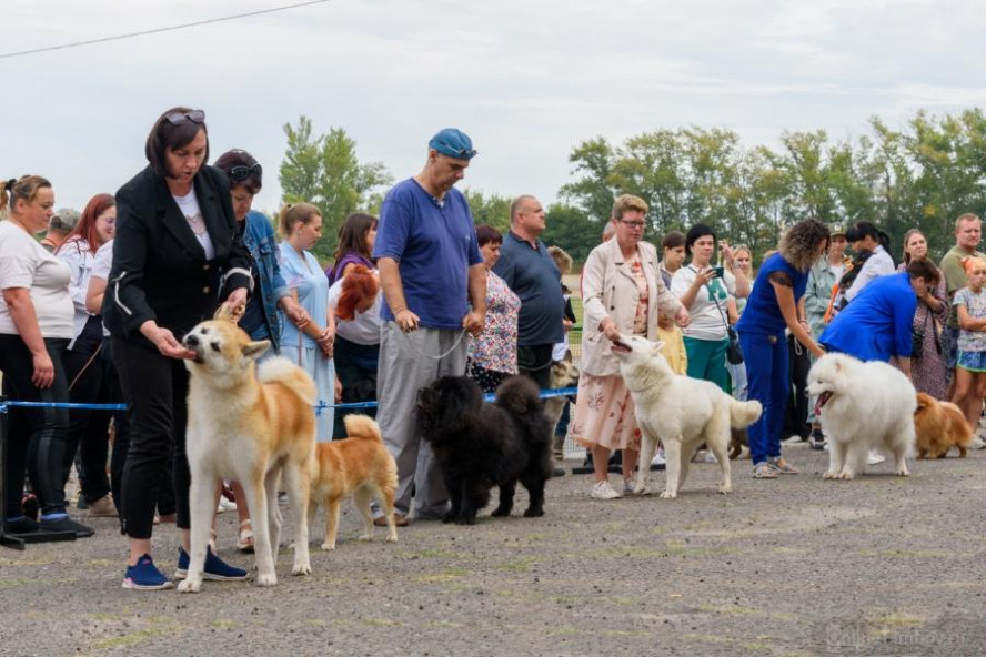 В Тамбове 4 мая состоятся две Всероссийские выставки собак всех пород