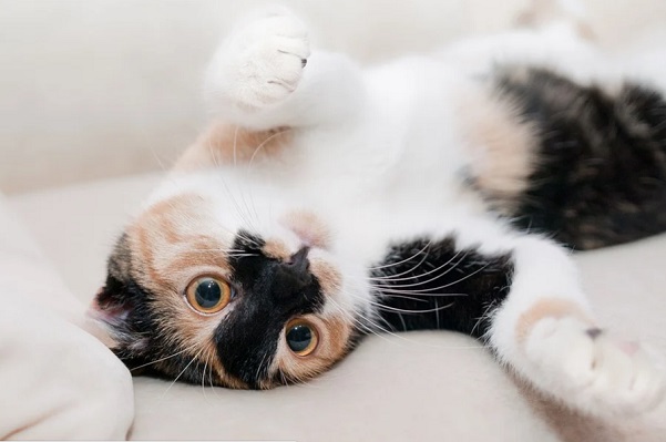 Опрос показал, кошек какой породы тамбовчане считают самыми красивыми