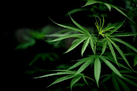 Задержан марихуаной понятие незаконного оборота наркотиков