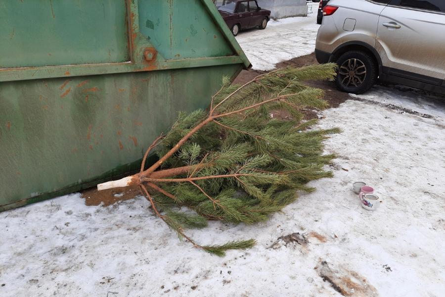 Эколог рассказал, когда следует выбросить новогоднюю ёлку