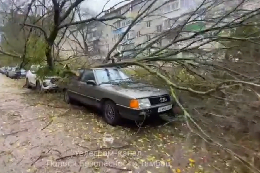 Упавшее дерево на улице Пензенской в Тамбове повредило три автомобиля