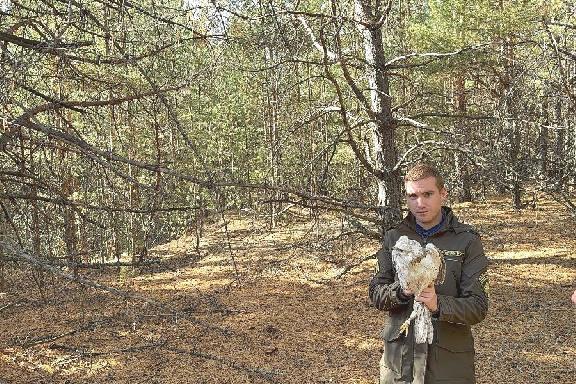 В Тамбовской области выпустили в природу очередных соколов балобанов