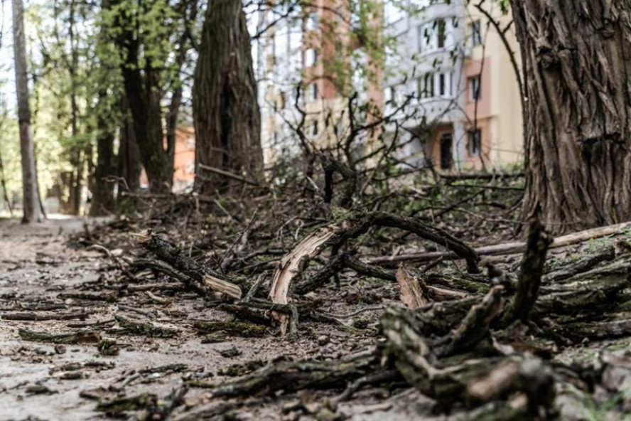 В Тамбове хотят создать онлайн-сервис с информацией об аварийных деревьях