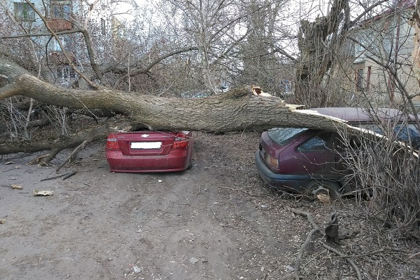 В Тамбове из-за сильного ветра дерево упало на припаркованные во дворе автомобили