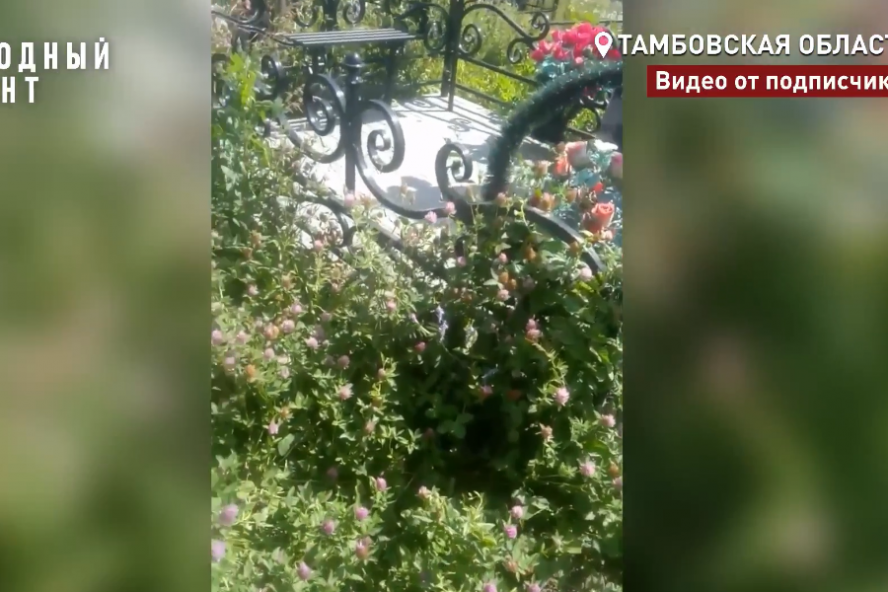 Тамбовчане жалуются на заросли травы на Полынковском кладбище