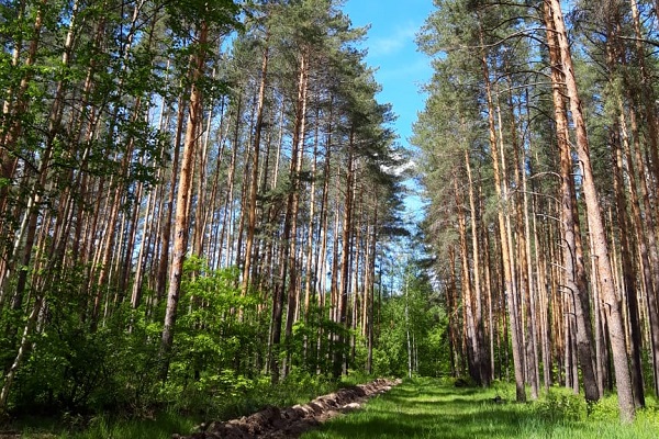 В период майских праздников в Тамбовской области усилят патрулирование лесов