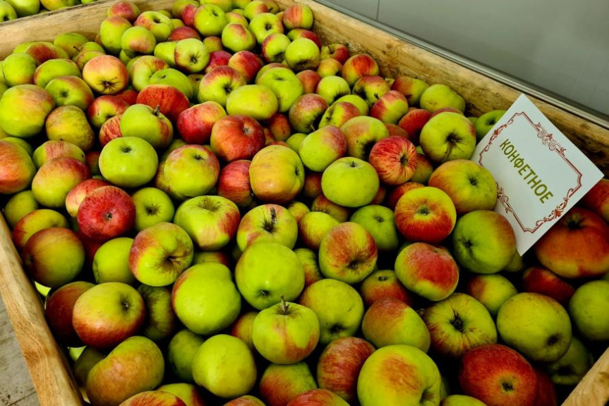 Тамбовские садоводы собрали 10 тысяч тонн яблок