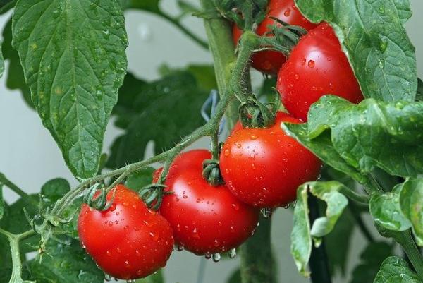 Агрокомпании просят временно запретить импорт помидоров