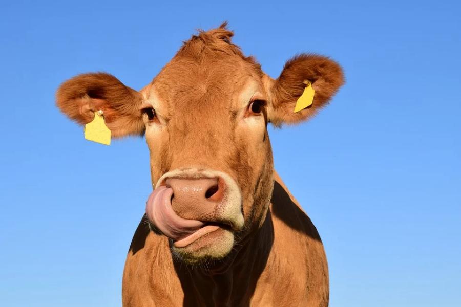 Под Тамбовом выявлена очередная вспышка бруцеллёза у коров