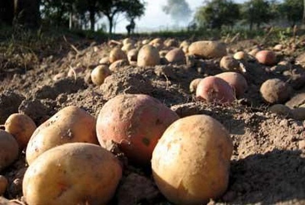 Тамбовская картошка станет участником национального конкурса "Вкусы России"