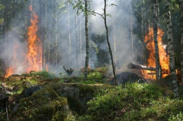 Виновникам лесных пожаров грозит лишение свободы