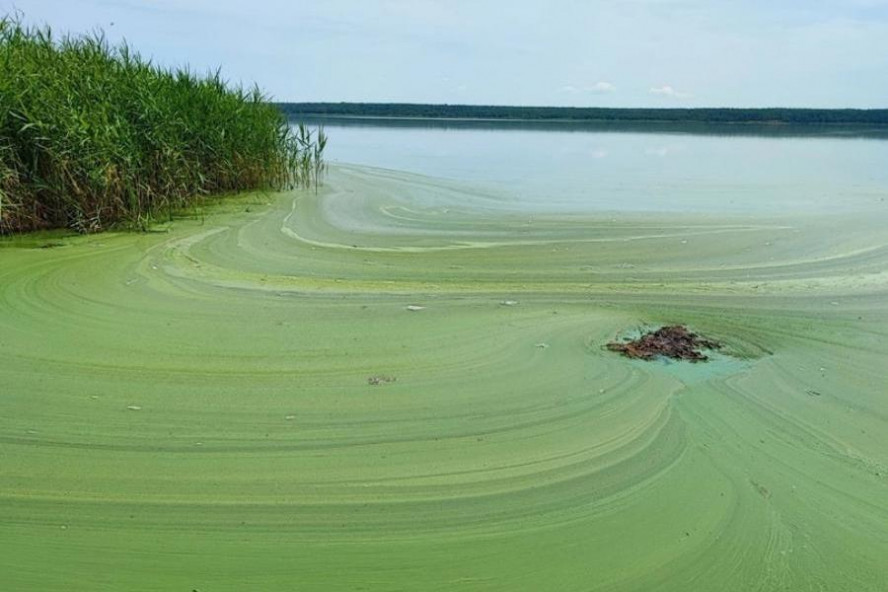 Жители Тамбовской области обратили внимание на зелёную воду в Котовском водохранилище