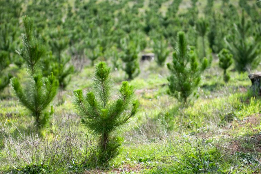 В Тамбовской области посадили 55 гектаров молодого леса
