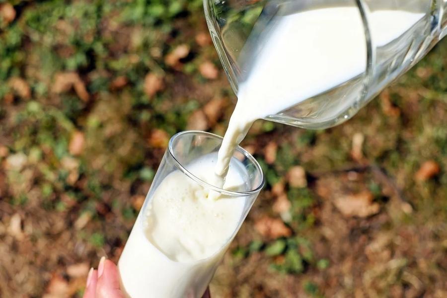 При исследовании пастеризованного молока Роскачество выявило фальсификат