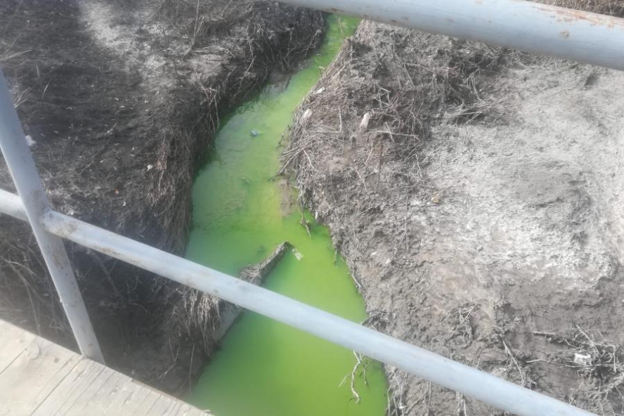 Река Студенец в Тамбове окрасилась в ярко-зелёный цвет