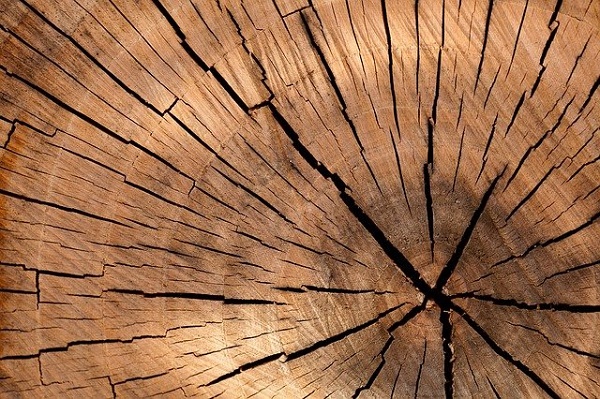 Тамбовчанину грозит семь лет тюрьмы за вырубку деревьев
